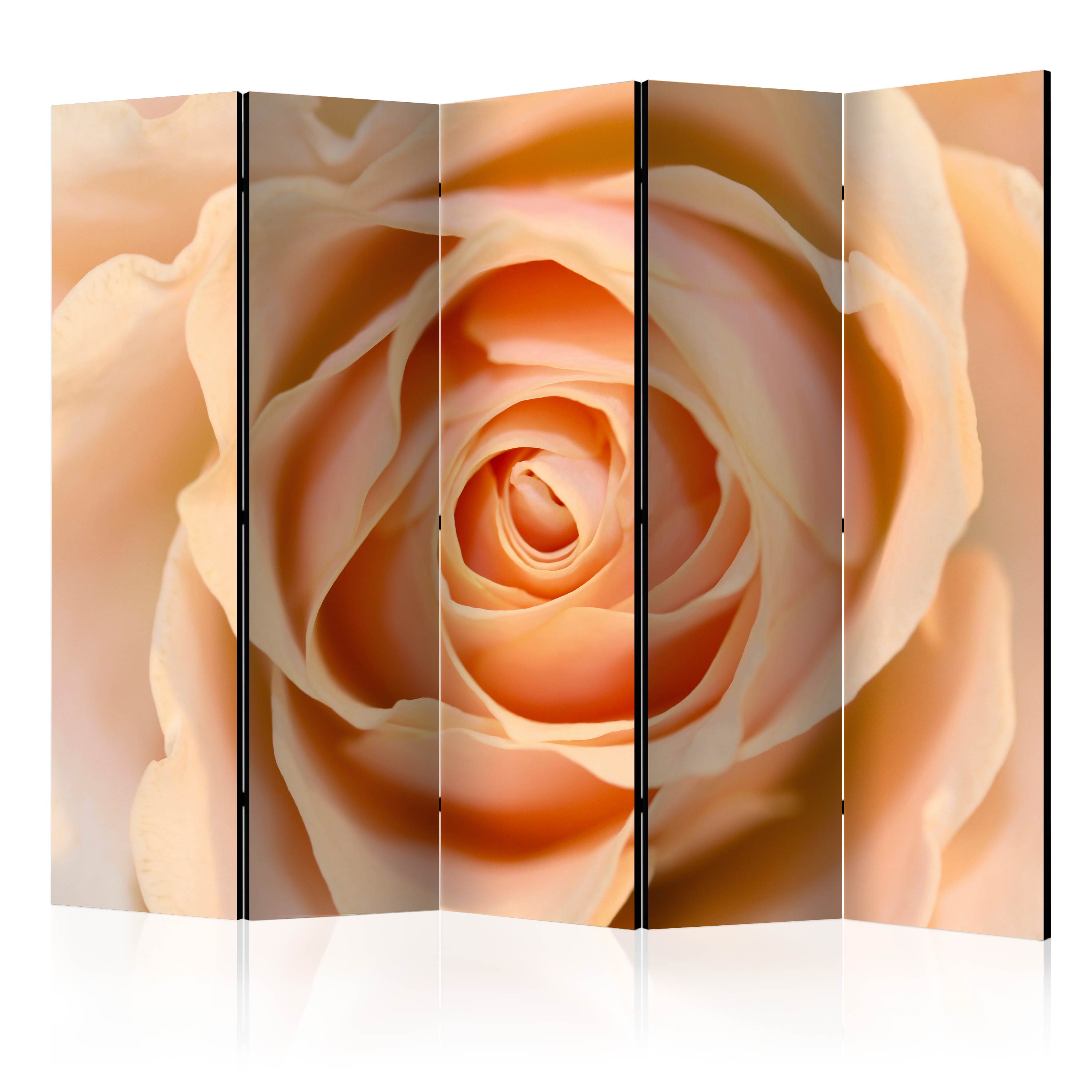 Room Divider - Peach-colored rose II [Room Dividers] - 225x172