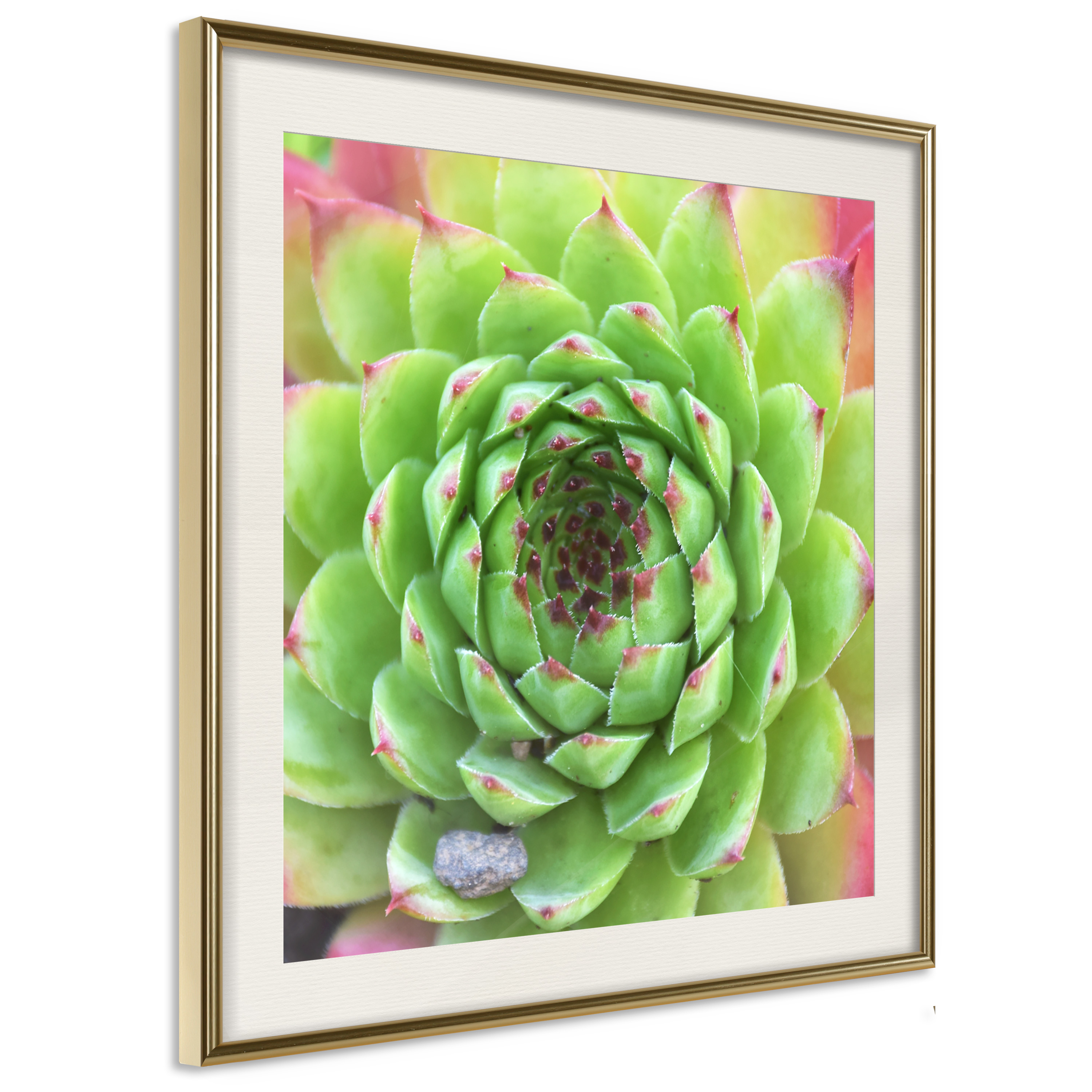 Poster - Stone Rose (Square) - 20x20