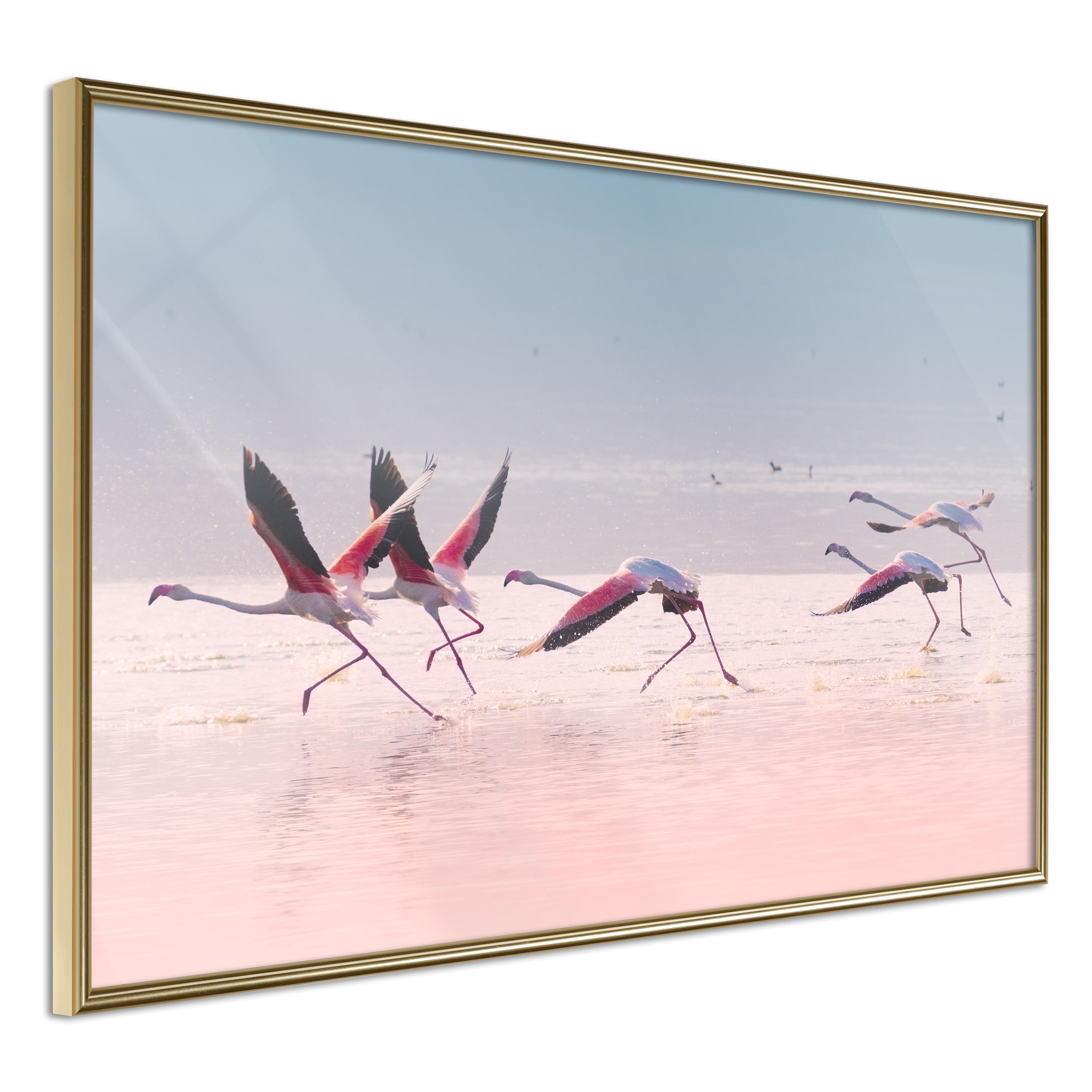 Poster - Flamingos Breaking into a Flight - 60x40