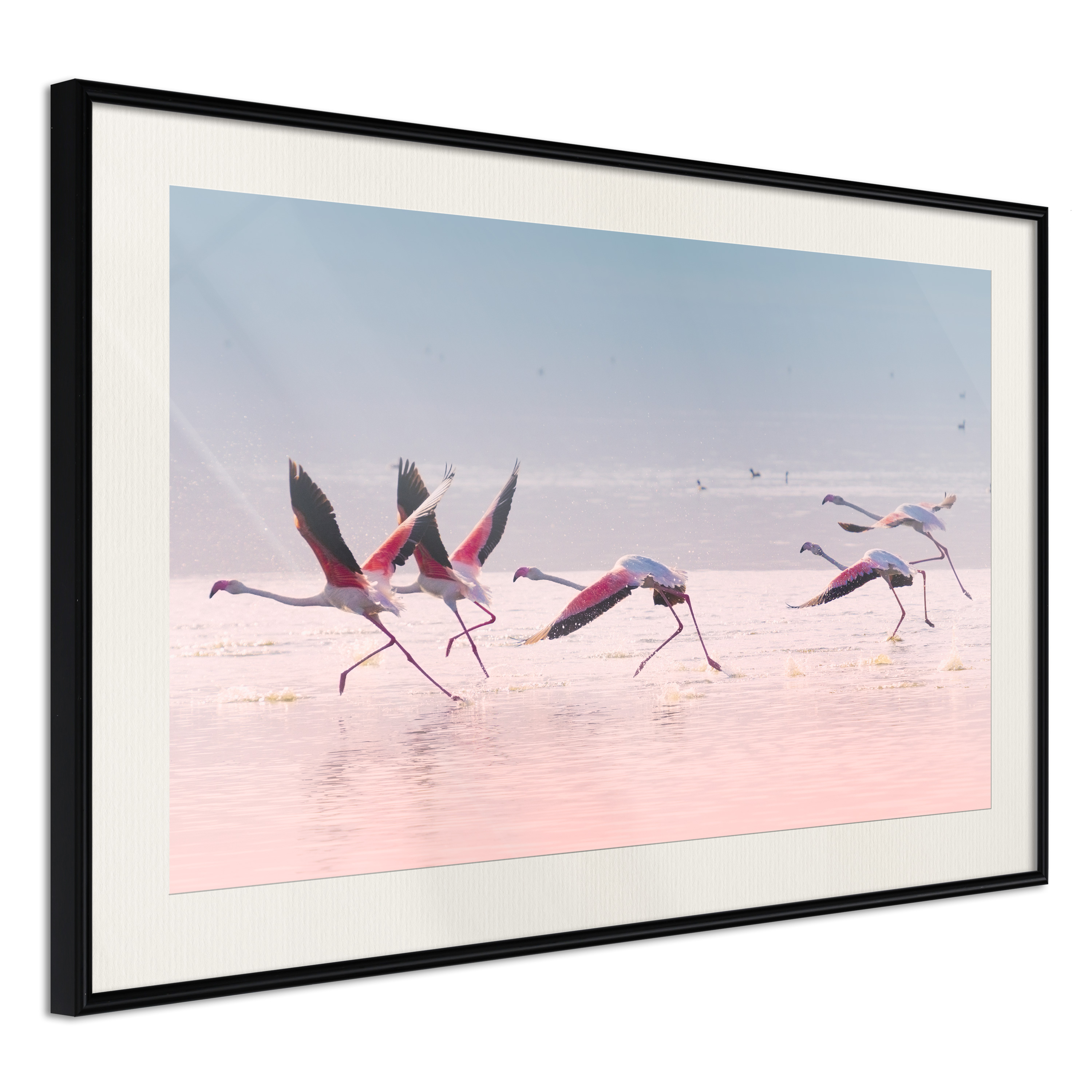 Poster - Flamingos Breaking into a Flight - 45x30