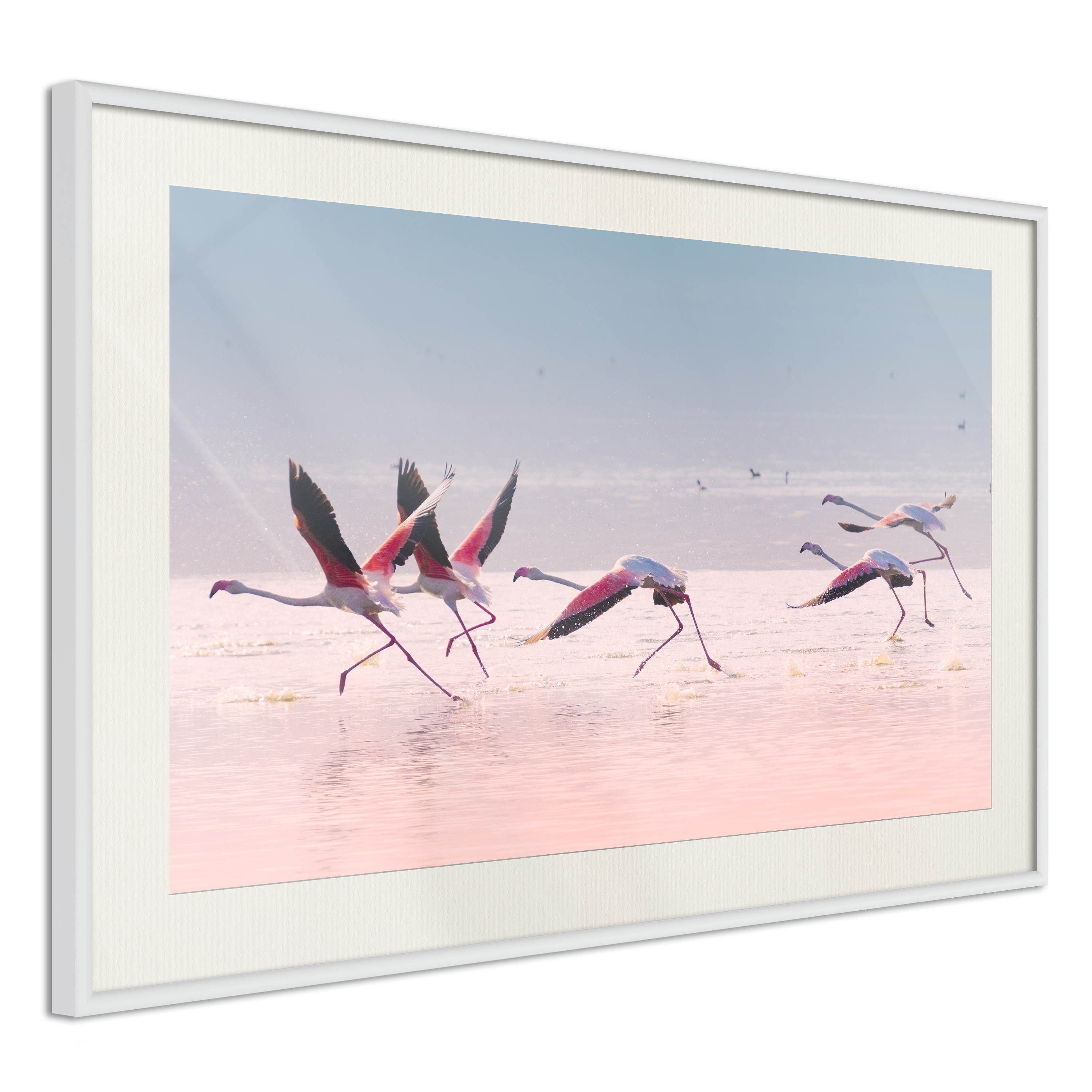 Poster - Flamingos Breaking into a Flight - 90x60